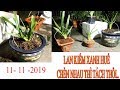 Lan kiếm xanh huế chèn nhau thì tách thôi