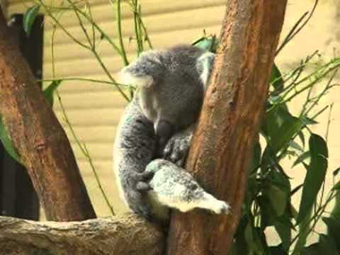 コアラ（チロル）のうたた寝 ＠東山動物園