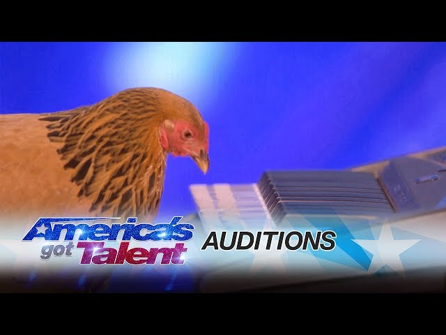 Chicken Plays Patriotic Tune On Keyboard - Video