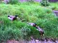 Domesticated Duck Gender Differences | RM. Domesticated Duck Gender Differences | RM.