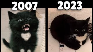 evolution of Maxwell the Cat