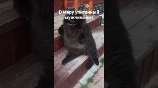 В Меру Упмтанный Мужчина Кот