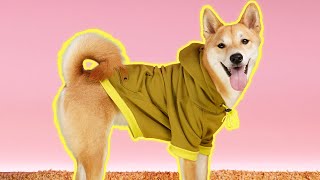 DIY PET HOODIE + PATTERN (Easy Sewing Project)
