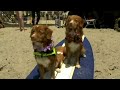 San Diego hosts 7th annual dog surfing competition