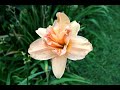 Garden Tour: Daylilies, Hostas,... - For A Friend ecards - Flowers Greeting Cards Garden Tour: Daylilies, Hostas,... - For A Friend ecards - Flowers Greeting Cards