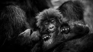 Take A Virtual Safari To Rwanda - And Its Extraordinary Albertine Rift Abundance