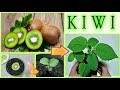 PIANTINA DI kIWI A COSTO ZERO dagli scarti del frutto, how to grow kiwi tree, co