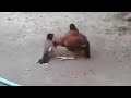 Aseel Murga Fight With Mynah l bird vs hen | Muzammil Tariq