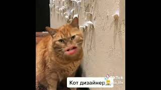 Кот Дизайнер - Горе Семье😂🤣🤣🤣