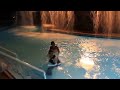 Mirage | Bride Dives Into the Pool Testimonial!