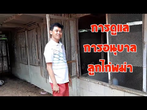 การอนุบาล การเลี้ยงลูกไก่ สไตล์พี่ไก่เพชรพญาลือ