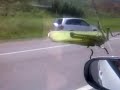 Grasshopper going at 100km per hour