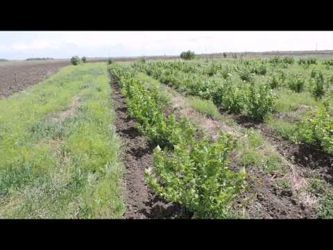 Посадка голубики видео урок Посадка голубики видео урок