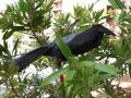 Origami Grackle (page 1). YouTube Bird Video Tutorials