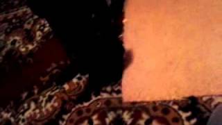 Staffordshire Bull Terrier Widow