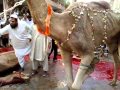 camel cutting at our slather house in mumbai.flv