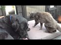 Cats and Dogs Love Each Other Compilation 2014 [NEW HD]