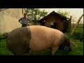 Patent a Pig - Natural Genes Issue Highlights