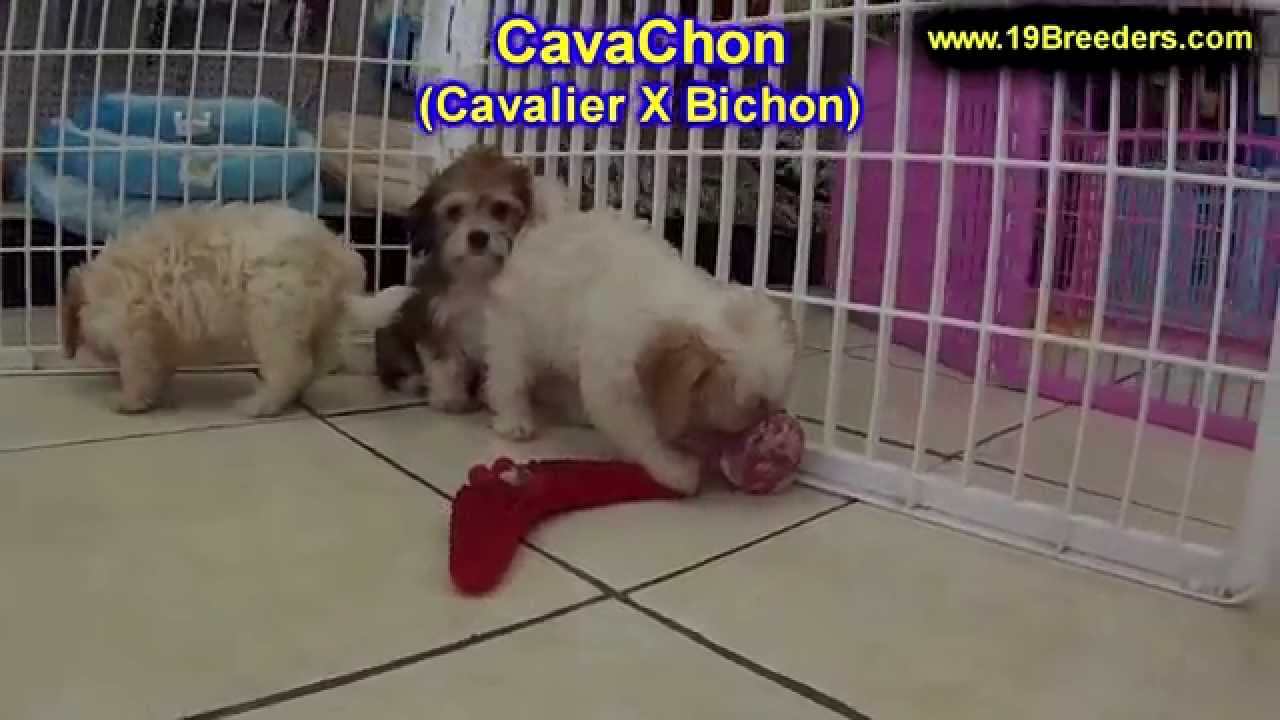 puppies for sale in alaska cavachon puppies for sale in anchorage alaska ak fairbanks juneau eagle river puppies for sale in alaska cavachon puppies for sale in anchorage alaska ak fairbanks juneau eagle river