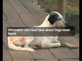 Helping dogs renal failure & dog health | learn how natural dog food can help dogs renal failure