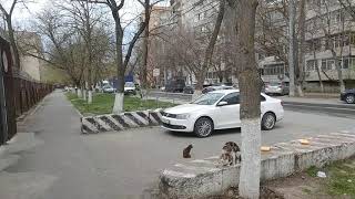 Видео Улицы Ростова-на-Дону в период эпидемии коронавируса COVID-19, 1.04.2020 года. #StayHome от Vadim Anokhin, Целиноградская улица, Ростов-на-Дону, Россия