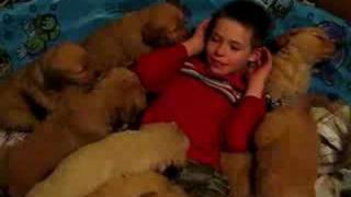14 cachorros Golden Retriever tratan de comer (o amar) a un niño