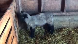 Lot 1 Ham Gravy x Crown Royal Buck Lamb