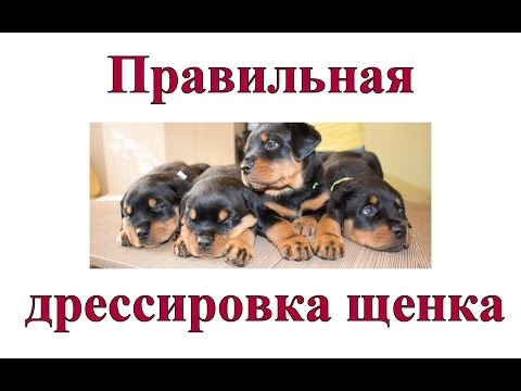 Как правильно дрессировать цвергпинчера в домашних условиях