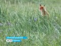 Лисята учатся мышковать под прицелом фотоловушек