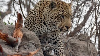 Leopard VS Ostrich