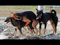 A female dog and several male dogs meet in front of a villager's house