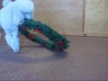 An APAW Poodle Christmas/ New Years Production