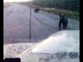 Video Russian BEAR