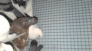 Mayank dwivedi 's qt pigeon