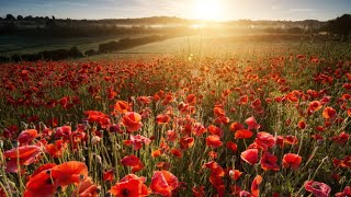 Sunday 14th November 2021 - Remembrance Sunday