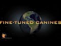 florida dog trainer