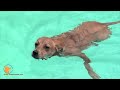 florida dog trainer