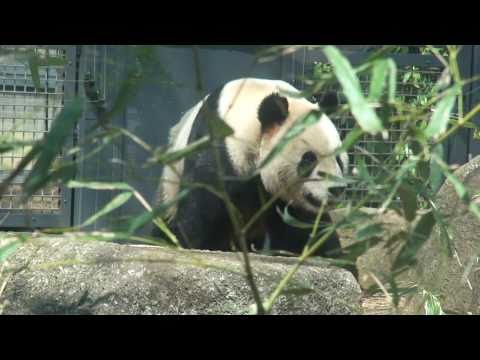 20110401　ジャイアントパンダ　リーリー上野動物園