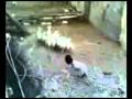 Funny - Hantu Kambing.MPG