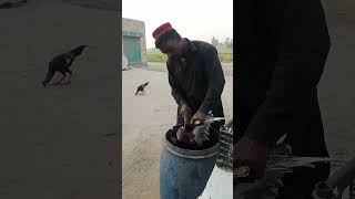 Duck Zibah Village Life Vlogs Short Video 2023