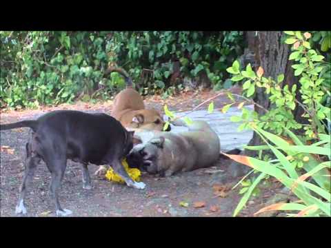 Vidéos Dogue de Majorque, chiens de race Dogue de Majorque Vidéos Dogue de Majorque, chiens de race Dogue de Majorque