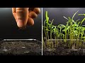Growing Fennel Microgreens Time Lapse