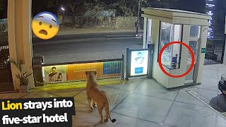 Wild lion wanders into a five-star-hotel in the middle of a major city