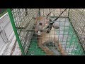 una mujer tenía este puma como mascota una mujer tenía este puma como mascota