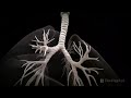 3D Medical Animation - What is Cancer?