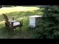 Return of the Bees: a New Life for the Hive?