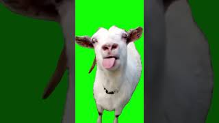 Goat Sticking Out Tongue - Green Screen