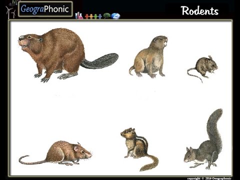 Da Squirrel Video