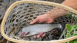 Fishes' Brew - 360° | Watershed | PBS and NET Nebraska