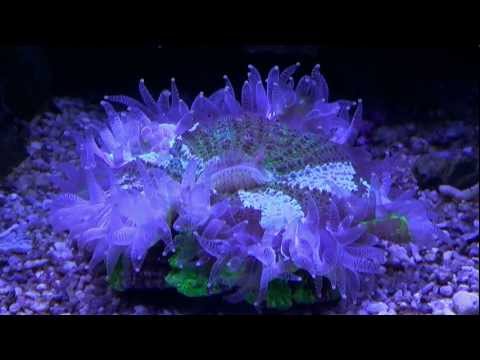 Header of Acanthophyllia deshayesiana